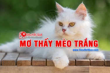 Mơ thấy mèo trắng có phải là điềm báo may mắn không? Nằm mơ thấy mèo trắng là số nào?