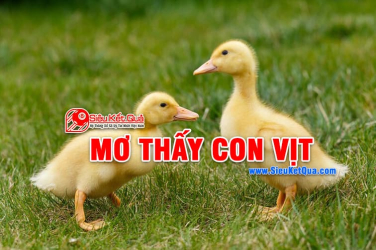 Mơ thấy con vịt là điềm báo gì? Nằm mơ thấy con vịt là con số may mắn nào?