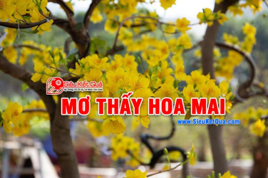 Mơ thấy hoa mai có phải là điềm báo lành không? Nằm mơ thấy hoa mai là số nào?